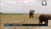 بینی فیل حساس ترین شامه دنیا