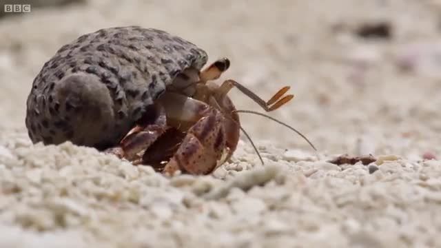 شگفت انیگز ترین کلیپ از دنیای خارق العاده ی خرچنگ ها