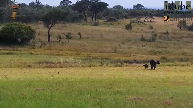 شکار بوفالو توسط دو شیر