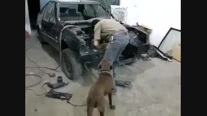 اولین سگ بشدت باهوش مکانیک در دنیا واقعا دیدنی