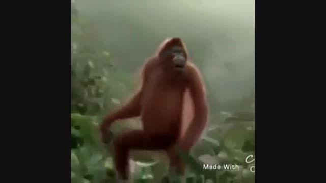 میمون امید جهان
