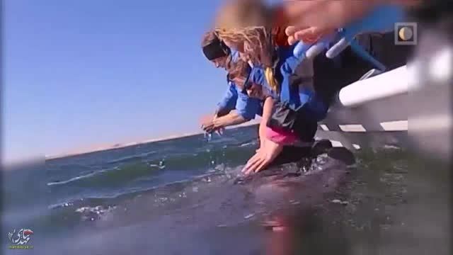 لذت لمس خانوادگی یک نهنگ