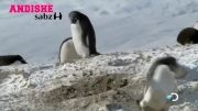 پنگوئن دزد!