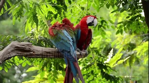 ماکائوی قرمز یا بال سبز (Green Winged Macaw)در طبیعت