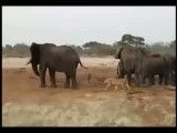 کشتار خونین فیل ها به وسیله شیرها