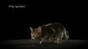 آموزش انیمیشن و کارتون -حرکت اهسته گربه Slow  cat-2