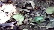 بچه سنجاب های جنگله دارابکلا