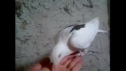 کبوتر دست آموز با نمک
