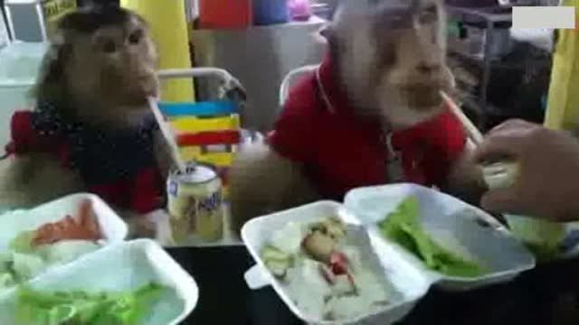 میمون های با کلاس
