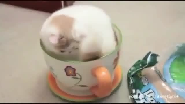 مجموعه ای از گربه ها وسگها که عاشق جاهای تنگند...