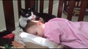 لیسیده شدن سر بچه توسط گربه