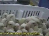 ‫در صنعت تولید تخم مرغ چه میگذرد؟