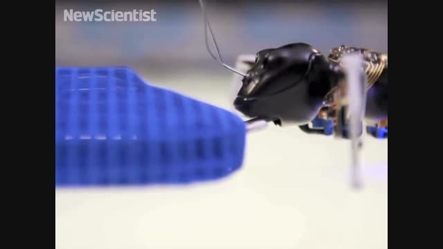 مورچه های روباتیک Festo - زومیت