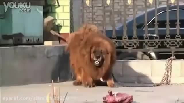 سگ ماستیف تبتی