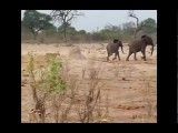 شکار فیل