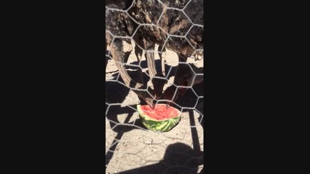 هندوانه خوردن شترمرغ