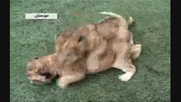 تولد دو بچه شیر ایرانی