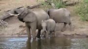 لحظه حمله کروکدیل گرسنه به فیل بیچاره!!!