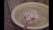 گربه ی عشق آب