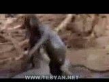 میمون شجاع !