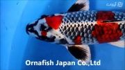ماهی کوی نژاد Kikokuryo