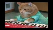 پیانو زدن گربه