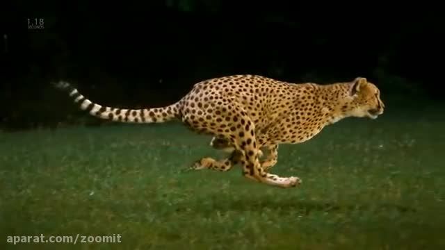 ویدئوی اسلوموشن دویدن یوزپلنگ (1200 فریم بر ثانیه)