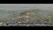شش هزار خوک مرده در رودخانه شانگهای