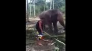 حمله کردن فیل به انسان