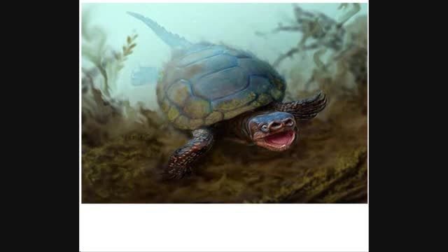 کشف لاکپشت از عصر دایناسورها