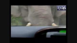 حمله فیل وحشی به خودرو!!!!