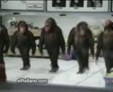 میمون ها ی رقاس-