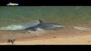شیوه شکارکردن دلفین در ساحل دریا(دیدنیه)