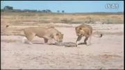 كشتن بچه تمساح توسط شیر جوان