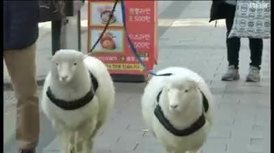 حیوان سال جدید چینی ها:گوسفند
