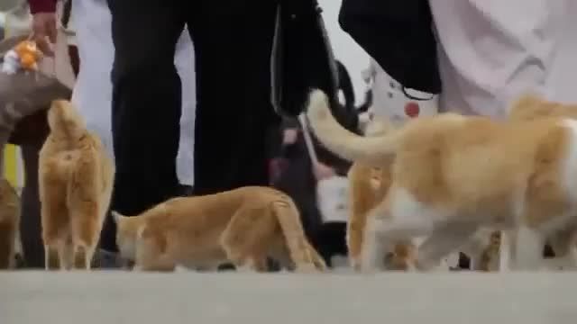 لشکر گربه ها در جزیره ژاپنی