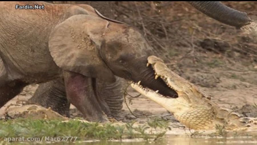 حمله کروکودیل به بچه فیل