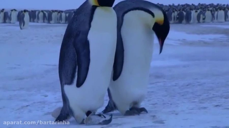 سوگواری پنگوئن ها برای مردن بچشون