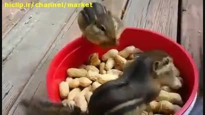 غذا خوردن بسیار زیبای سنجاب ها