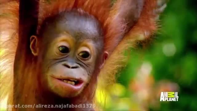 بچه اورانگوتان های بامزه :)