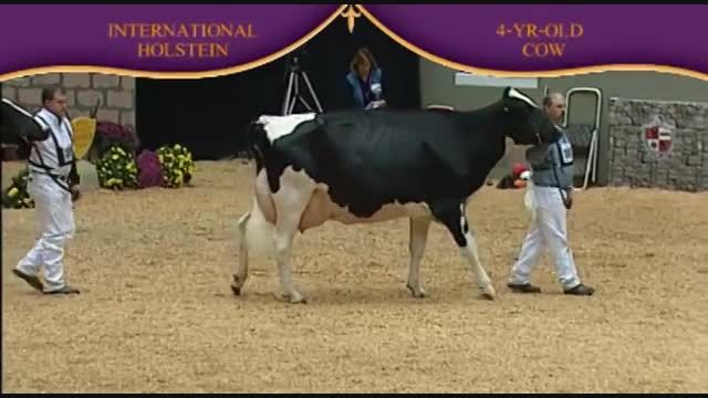 International Holstein Show 2010 , 4 Years old cow