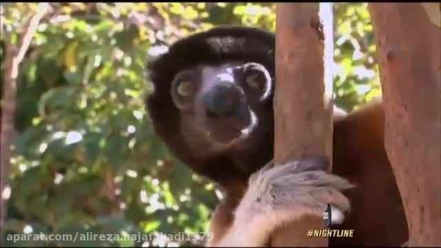 ماداگاسکار-سرزمین لمور ها-دیدنی