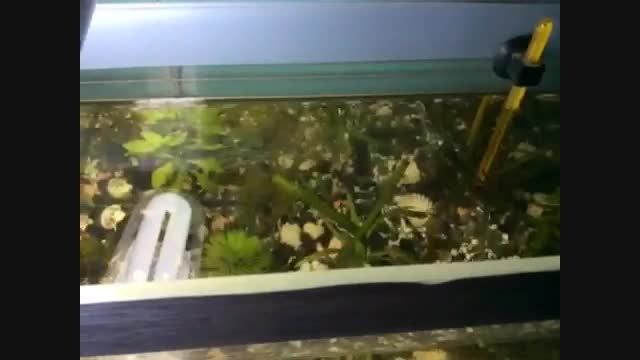 ماهی های گوپی در حال غذا خوردن