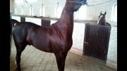 اسب عرب مصری زیبا
