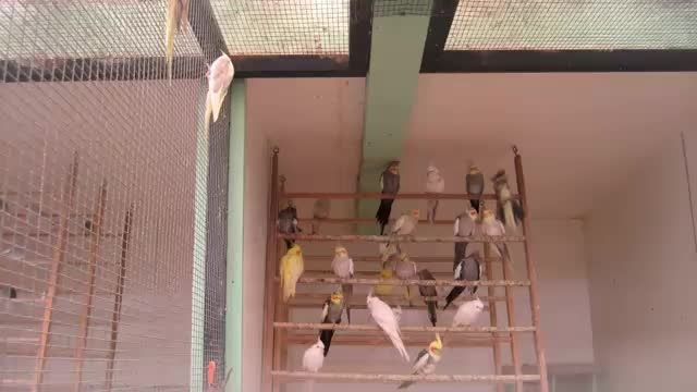 یکی از فروشگاههای مرکز آموزش و پرورش پرندگان MAGNOLIA