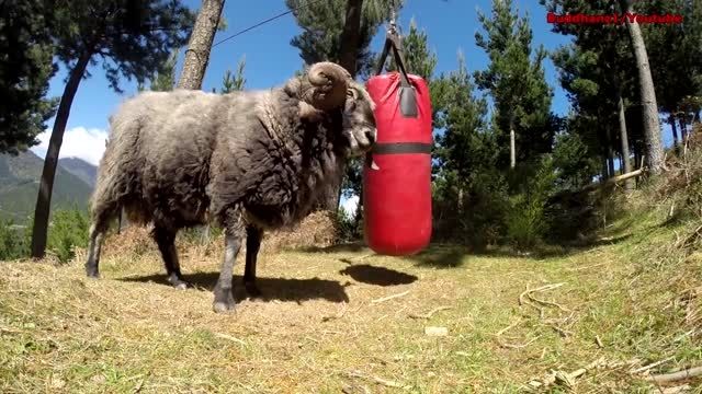 تمرین گوسفند با کیسه بوکس -دی دیل