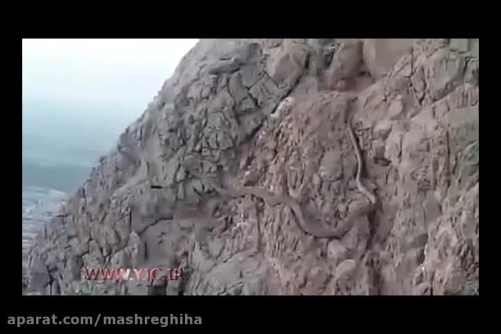 کلیپ مار 10 متری در اصفهان ایران + مارهای غول پیکر