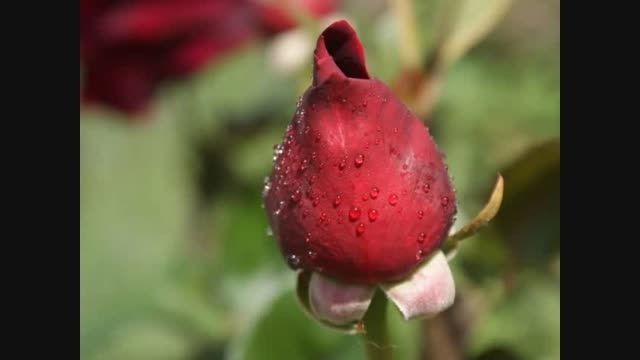 غزل 389- چو گل هر دم به بویت جامه در تن