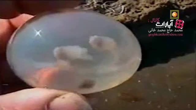تخم های ژله ای بزرگ در ساحل دریا عجایب رمز گشایی شده