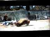 حمله مرگبار خرس به انسان